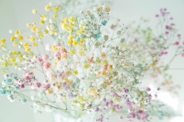 かすみ草こぼれ種で再び楽しむ 来年も楽しむ方法や口コミを紹介します ちしきのもり